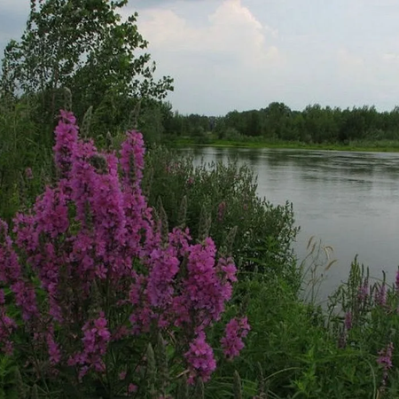 ДЕНЬ ЭКОЛОГА В КОЛЛЕДЖЕ.